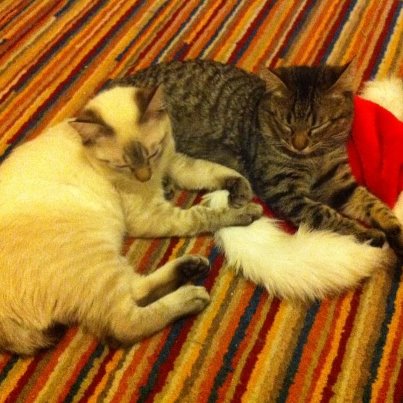 salvador and alexia xmas hat