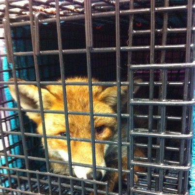 Fox Rubbernose in trap