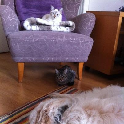 Kittens posing on armchair!