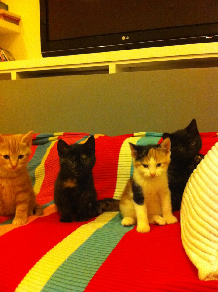 kittens on sofa