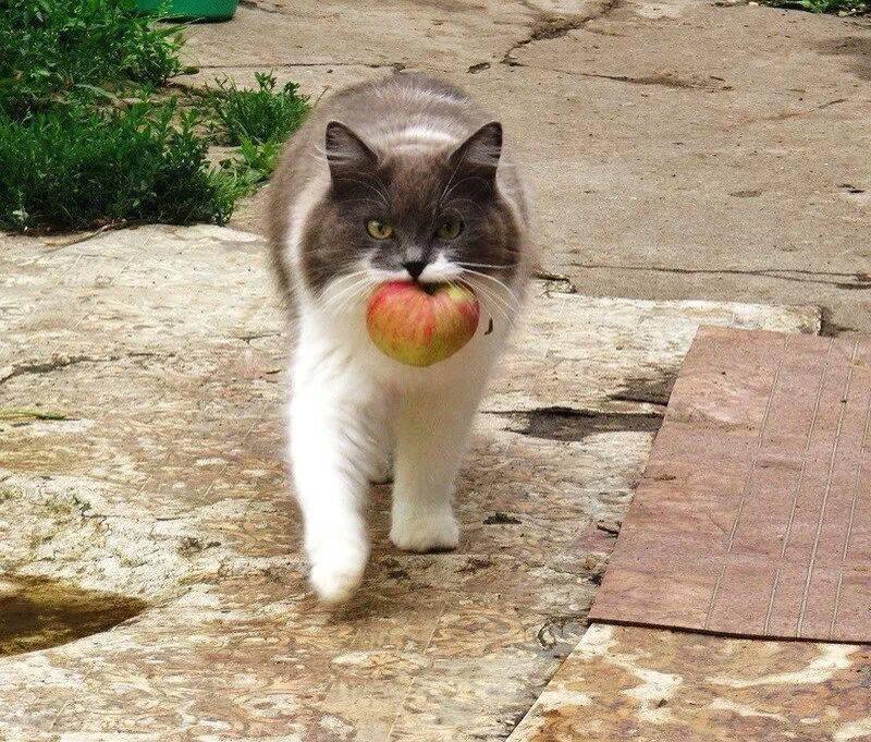 Cat with apple in mouth!