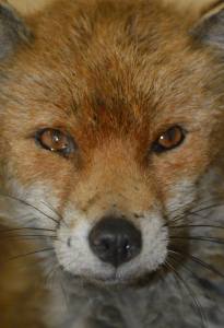 10418146_973186806048289_7249849458839440835_n