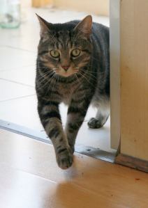 11113126_10152821575872143_6517774973781930586_n