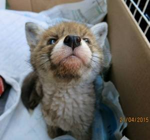 11133760_686875184772029_1095229573685073199_n