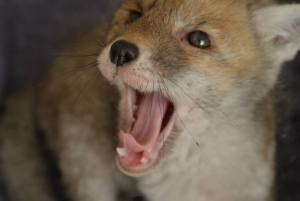 11159453_966384640061839_2148658182422139882_n