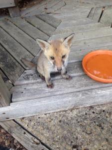 11165294_10152714954422100_4761431604077318317_n