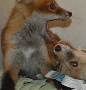 11188422_972766399423663_8517582557713692458_n