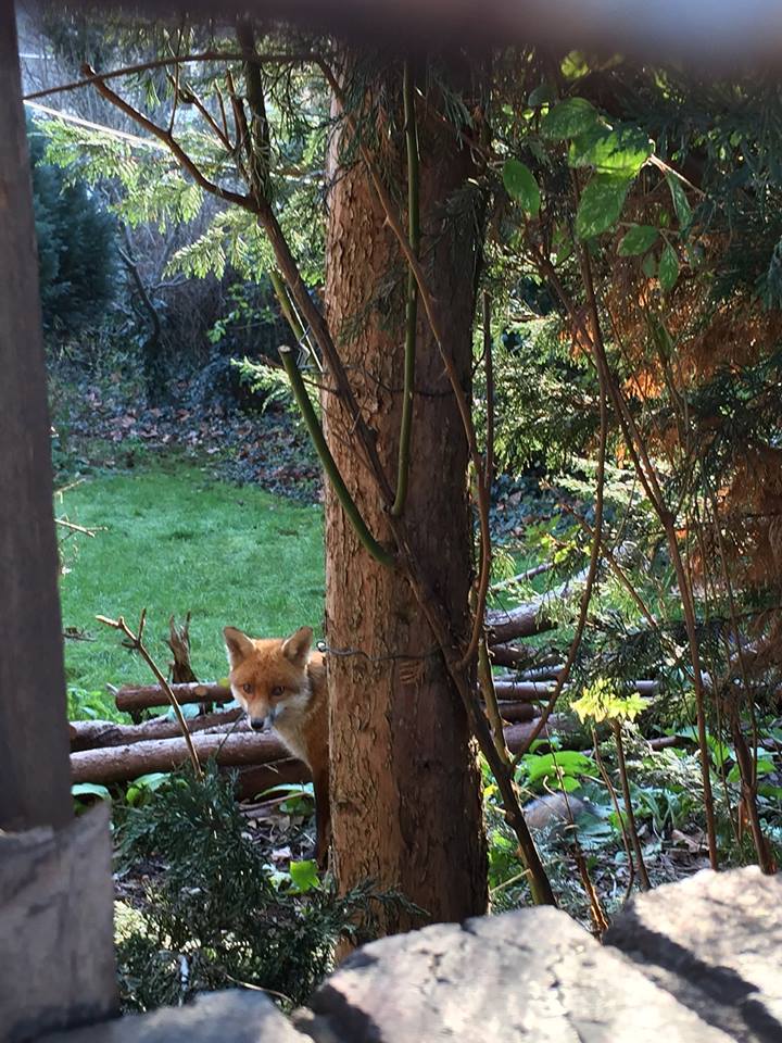 12654563_10153196496187100_8965320981893789799_n