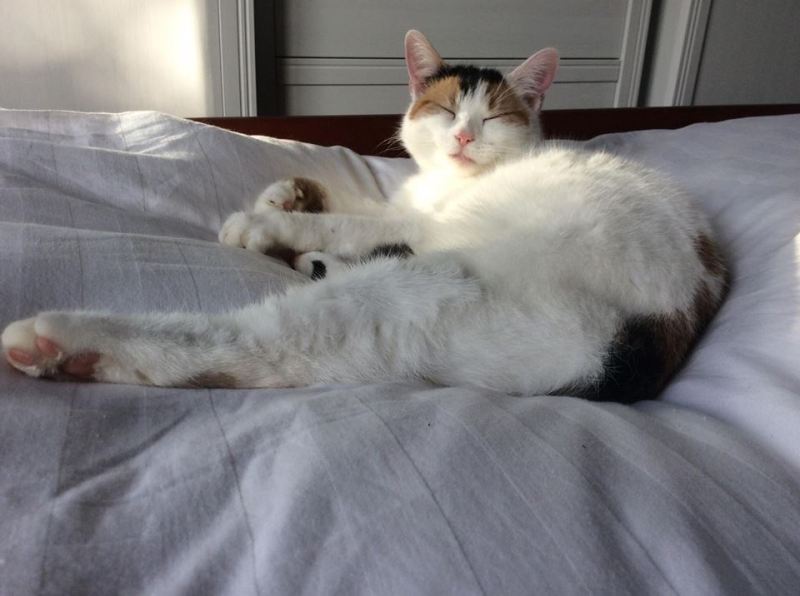 15226366_10154713851487964_2050547108_n-1