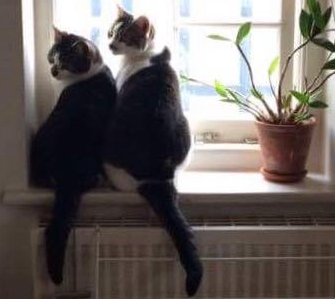 17202690_10154133932772100_832685939613404391_n